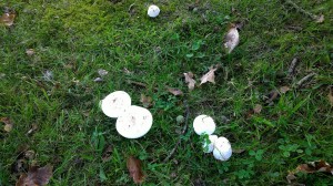 paddenstoel2 (1)